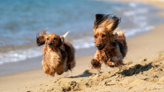 dog-friendly-beach-sandbanks
